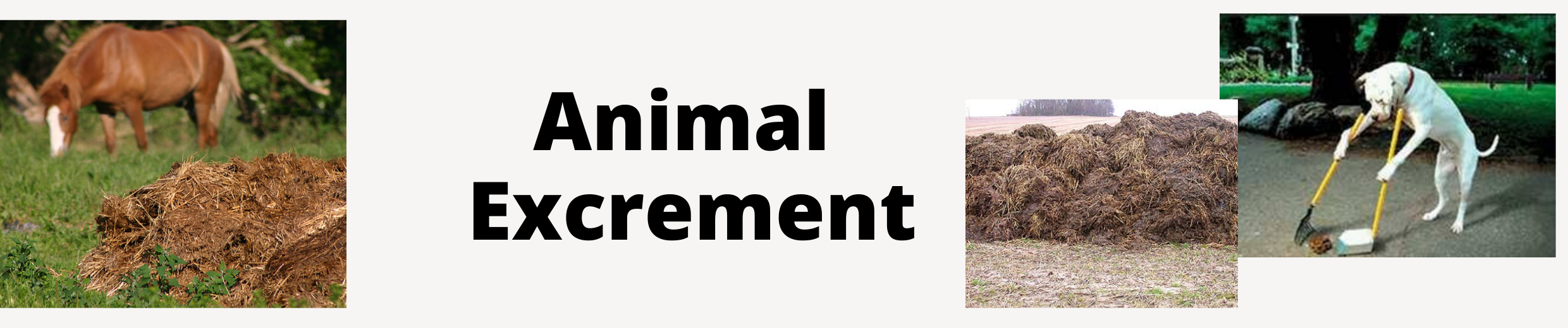 Animal Excrement
